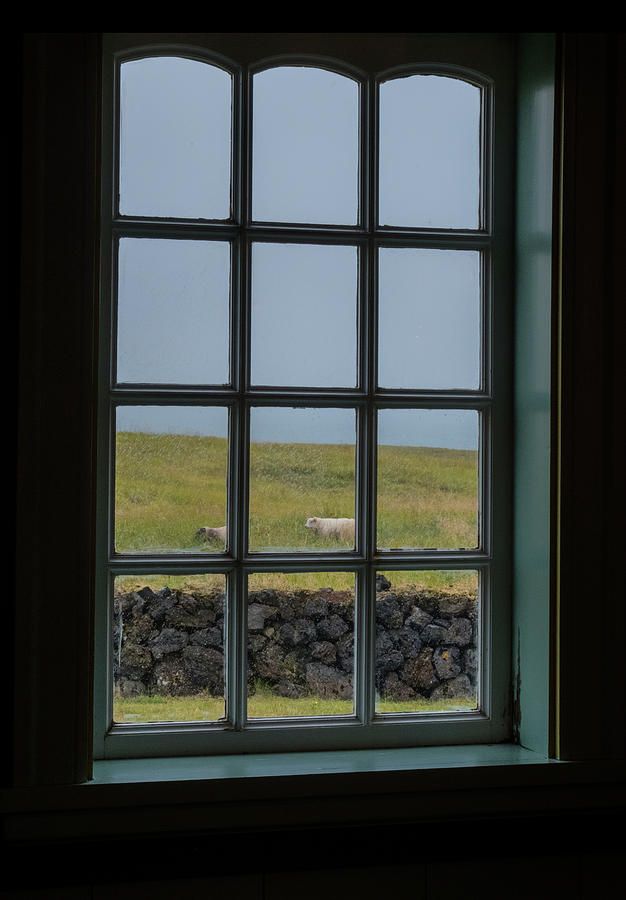 Sheep And Window Photograph by Tom Singleton