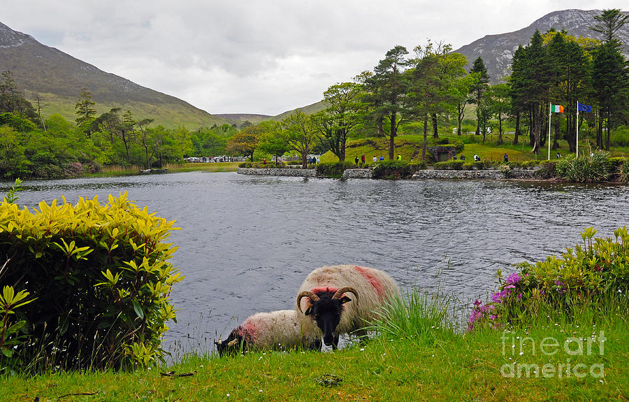 Sheep at Kylemore Abby Photograph by Cindy Murphy - NightVisions