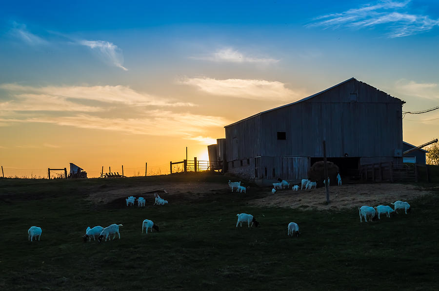 Sheep Photograph - Sheep at Sunset by Ray Sheley