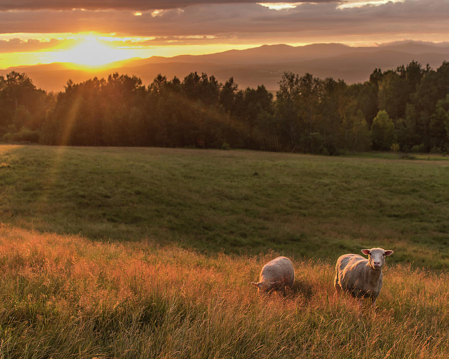 Sheep At Sunset Photograph