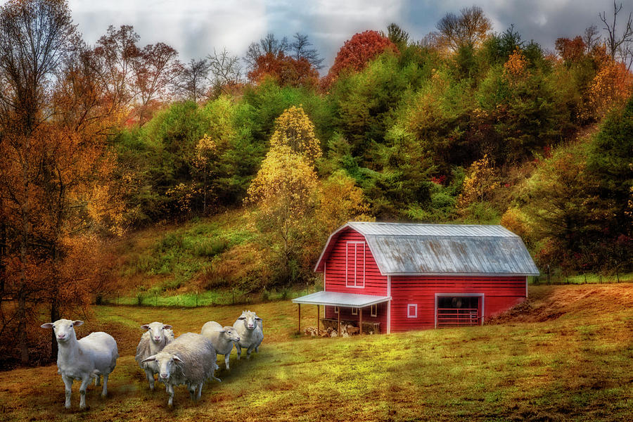 Sheep at the Red Barn in Autumn Photograph by Debra and Dave Vanderlaan