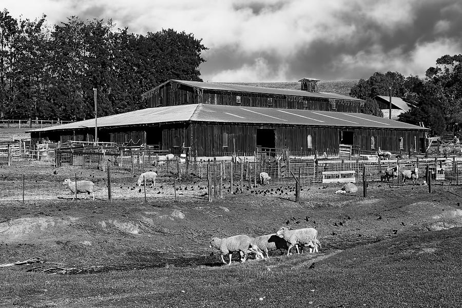 Sheep Barn B/W Photograph by Bruce Bottomley