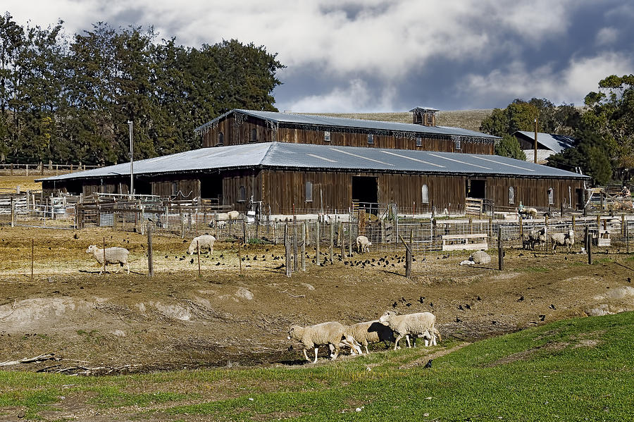 Sheep Barn color Photograph by Bruce Bottomley