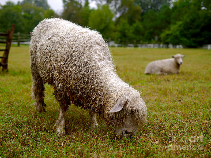 Sheep Begin a New Day Photograph by Lara Morrison