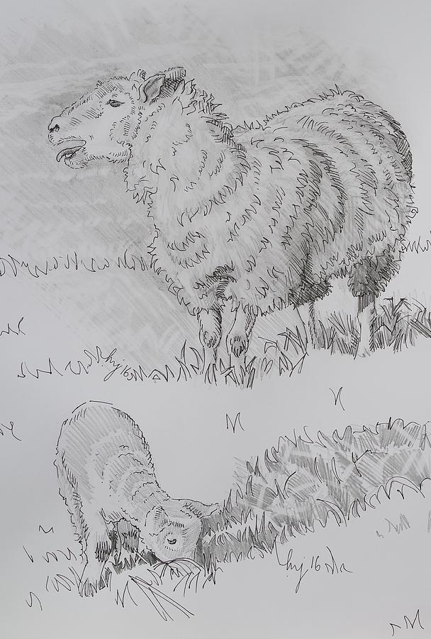 Sheep Bleating and Lamb Pencil Drawing - Baa Baa Blah Drawing by Mike Jory