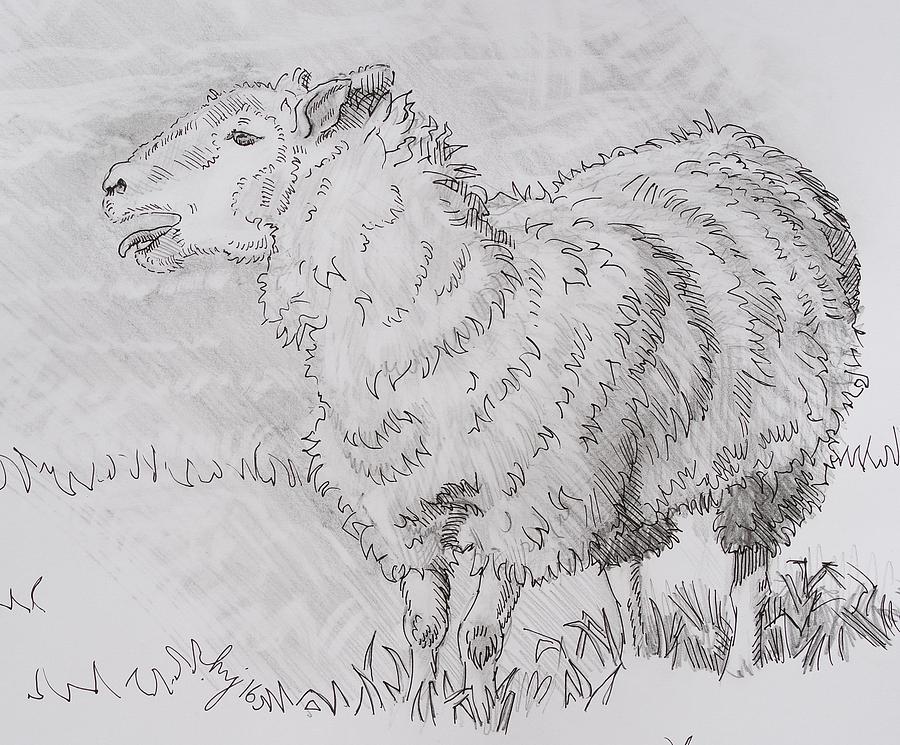Sheep Bleating Pencil Drawing - Baa Baa Blah Drawing by Mike Jory