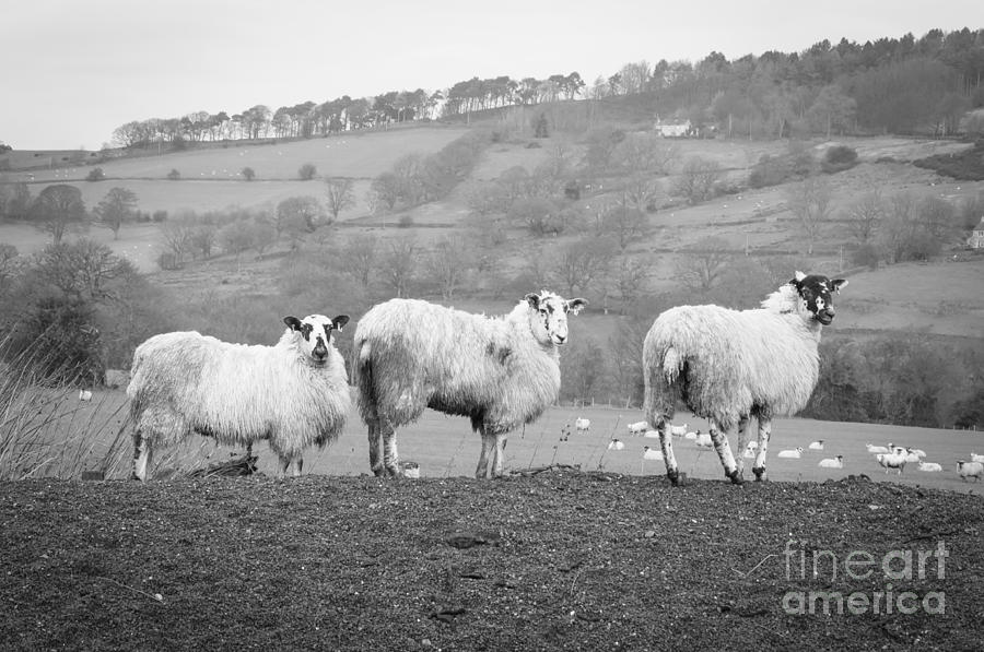 Sheep Bw Photograph