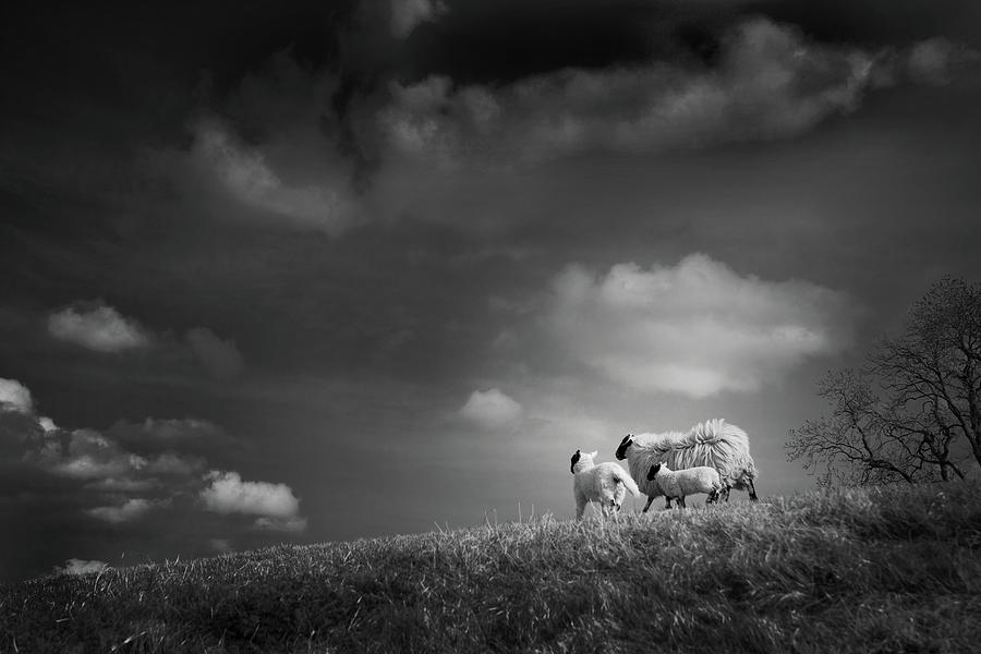 Sheep Photograph - Sheep Clouds by Dorit Fuhg