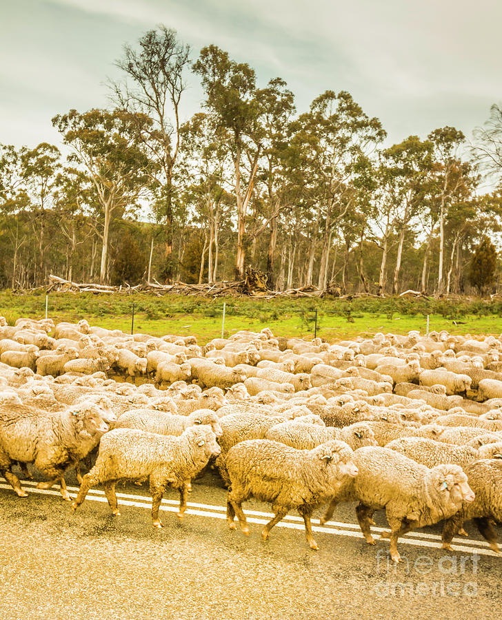 Sheep country Photograph by Jorgo Photography