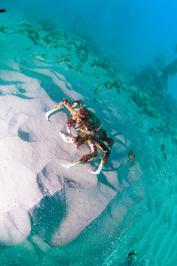 Crab Photograph - Sheep Crab by Bryan Toro Crab Photograph - Sheep Crab by Bryan Toro