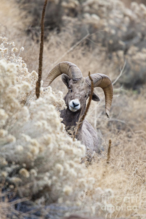 Sheep Photograph by Douglas Kikendall