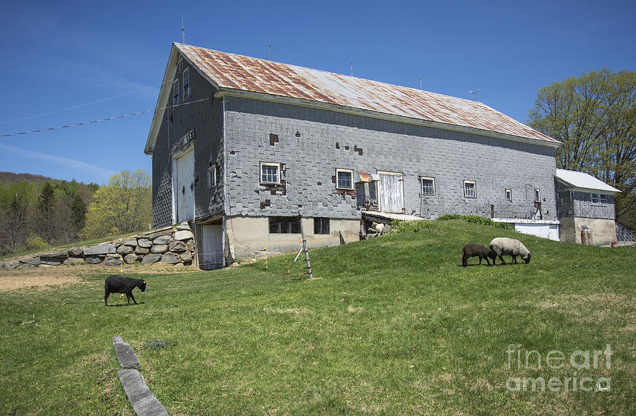Sheep Farm Photograph by Alana Ranney