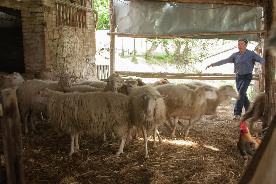 Sheep Farm Photograph by Kathleen McGinley
