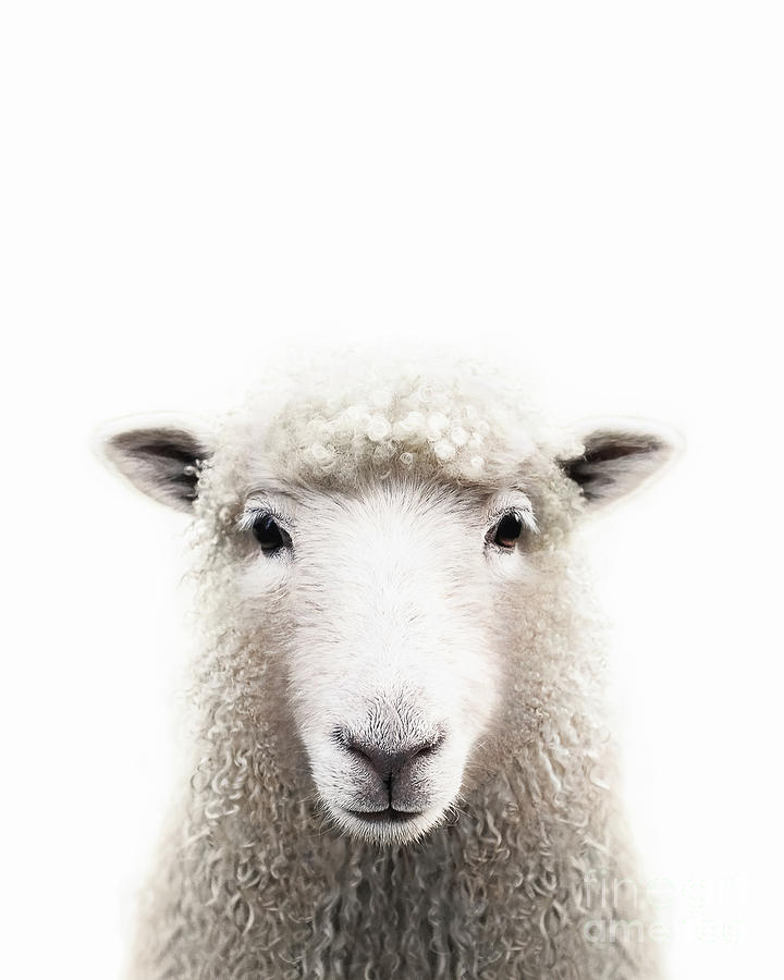 Sheep Photograph by Fionas Farm - Fine Art America