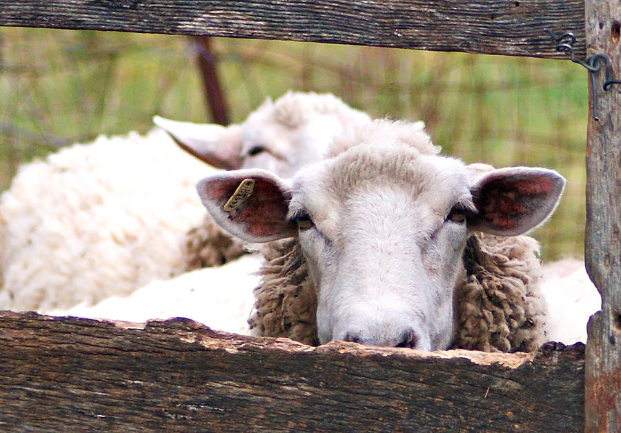 Sheep Friends Photograph by Sandra Church