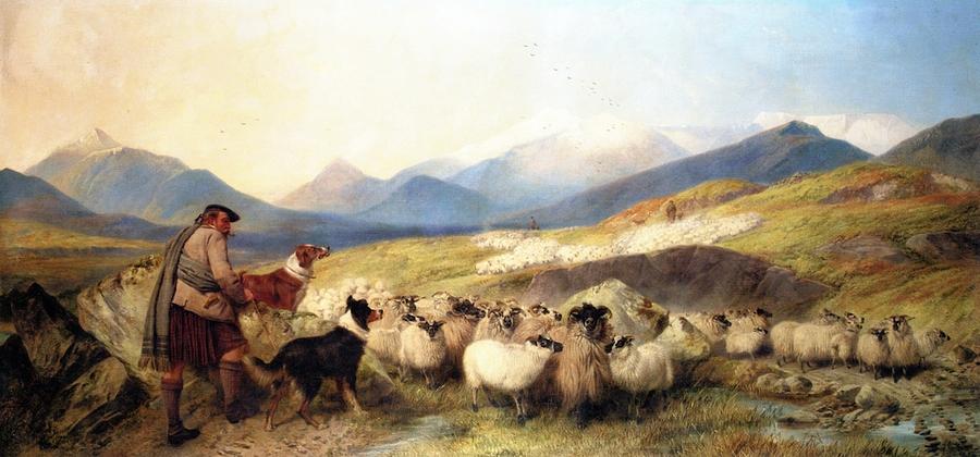 Sheep Gathering in Glen Spean Painting by MotionAge Designs