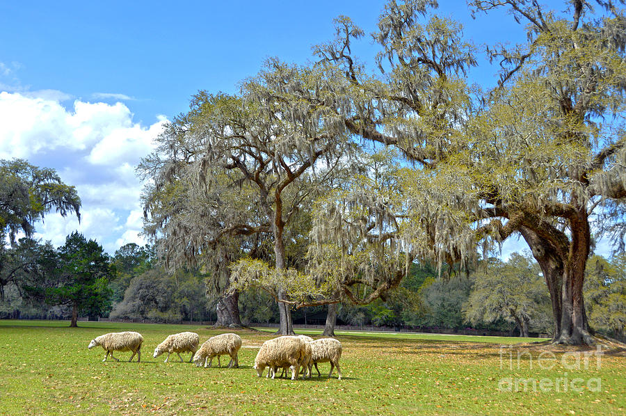 Sheep Grazing at Middleton Place Photograph by Catherine Sherman