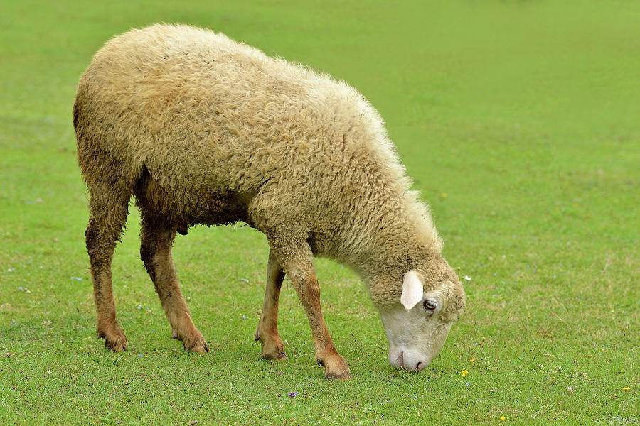 Sheep Grazing Fresh Green Grass in Himalayan Hills Photograph by Niteen