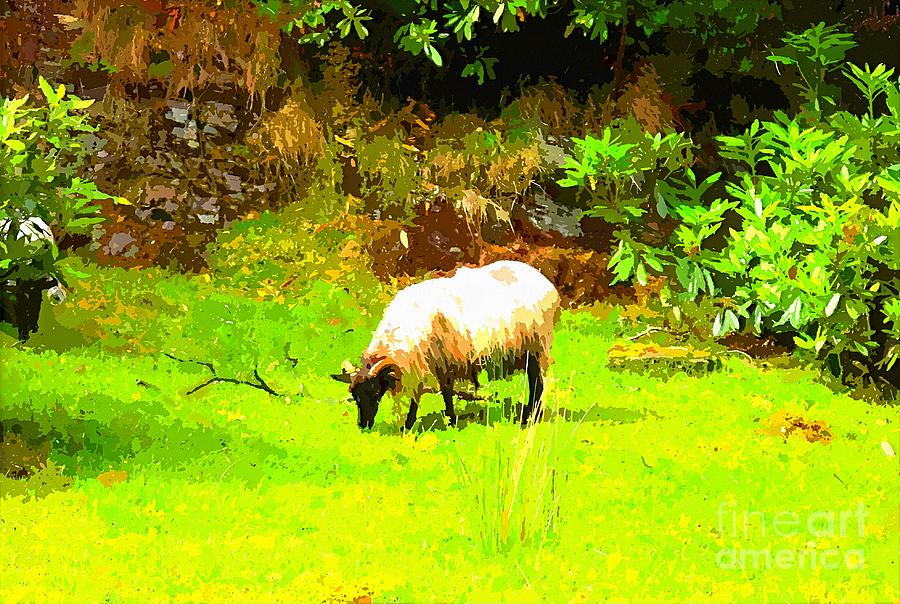 Art prints of sheep grazing in clifden connemara county galway  Painting by Mary Cahalan Lee - aka PIXI