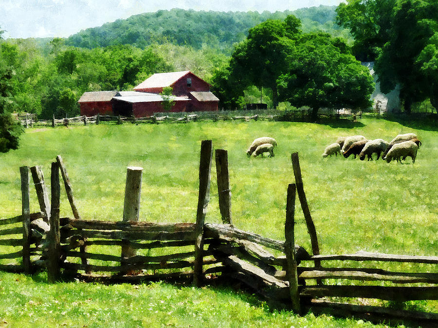 Farm Photograph - Sheep Grazing in Pasture by Susan Savad