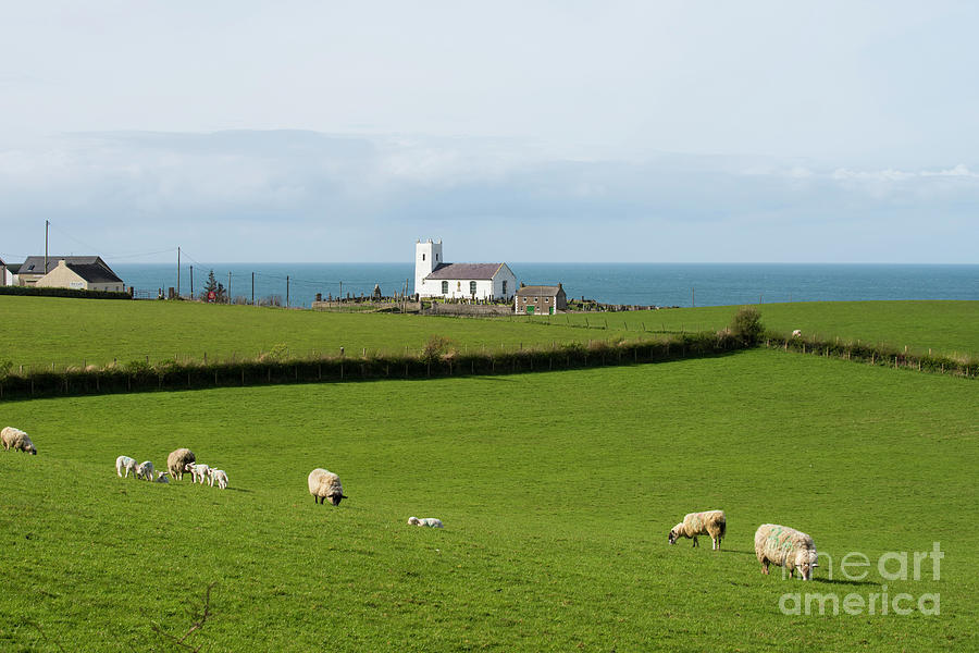 Sheep Grazing on Irish Coastline Photograph by Juli Scalzi