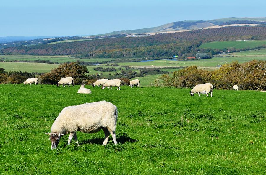 Sheep grazing on the South Downs Photograph by Nina-Rosa Dudy