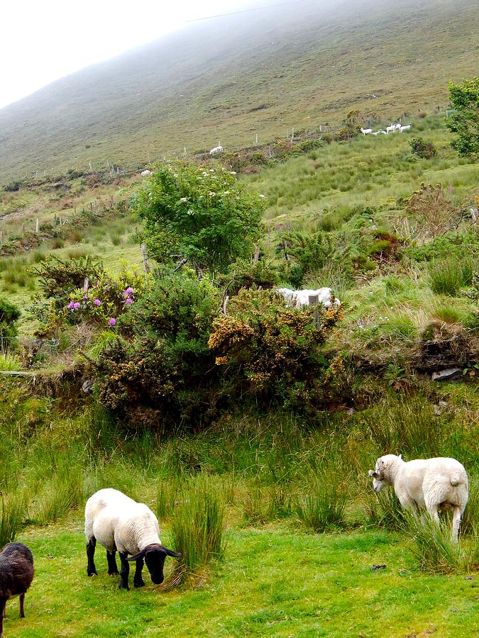 Sheep grazing Photograph by Sue Morris