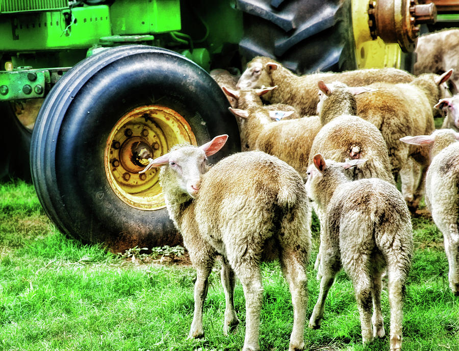 Sheep Guards Photograph by Toni Hopper