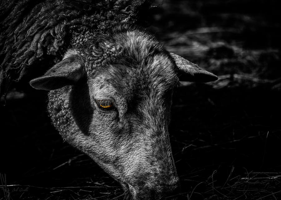 Sheep Head Photograph by Bob Orsillo