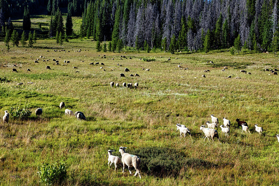 Sheep Herd In Colorado Photograph by Mountain Dreams