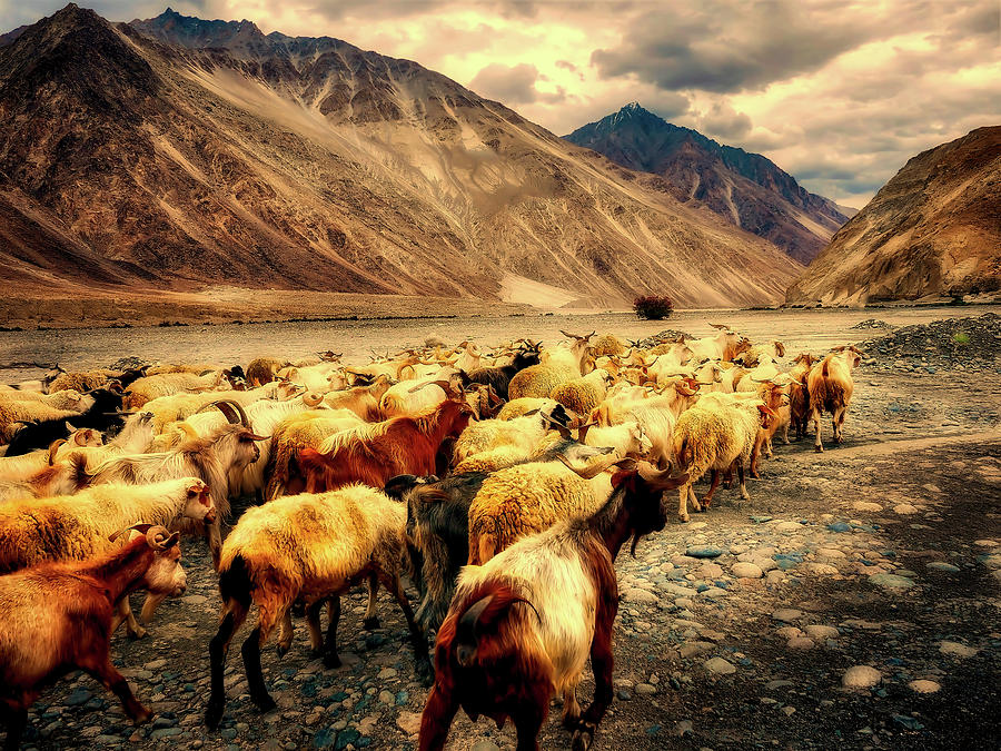 Sheep Herd In Mountain Pass - India Photograph by Mountain Dreams