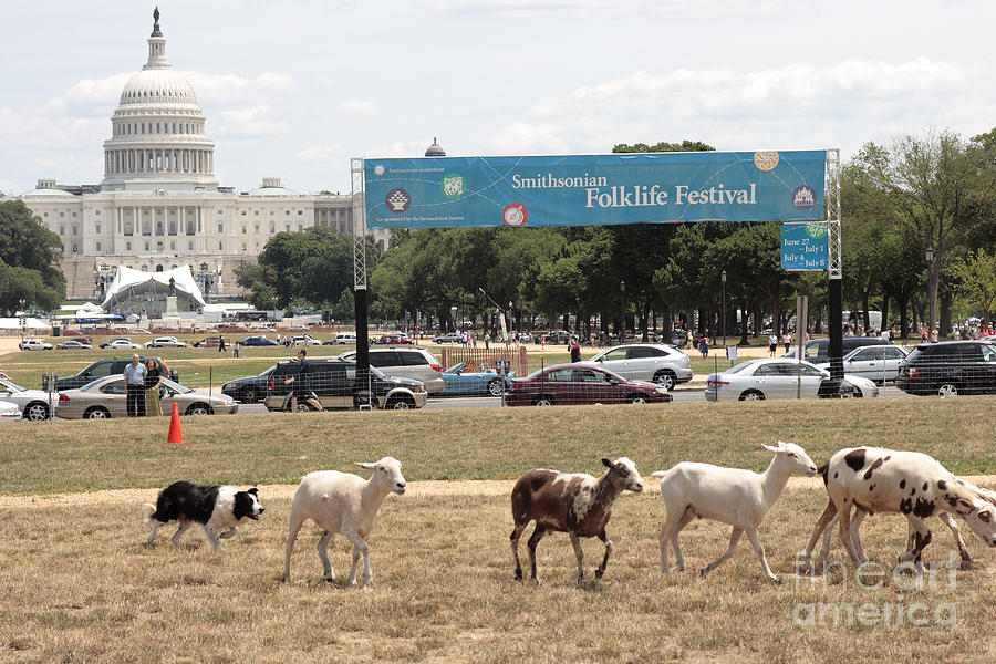 Sheep-Herding in Washington DC Photograph by William Kuta