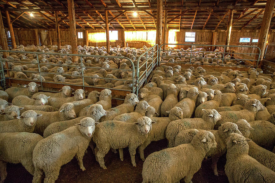 Sheep Huddled Together Photograph by Todd Klassy