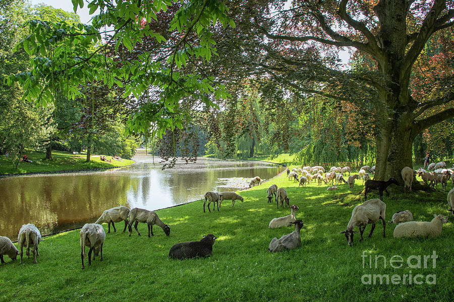 Sheep in a park  Photograph by Patricia Hofmeester