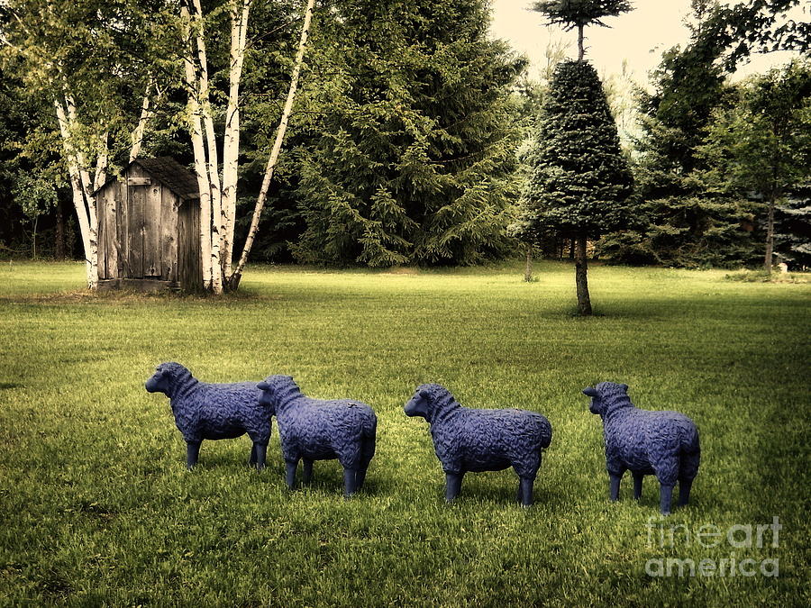 Sheep in a Row  Photograph by Andrea Kollo