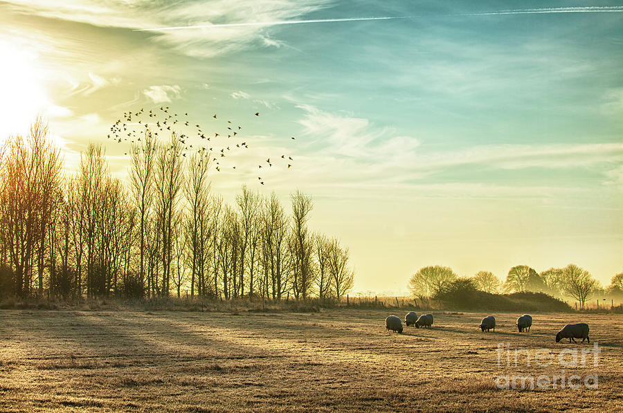 Sheep Photograph - Sheep in a rural sunrise landscape by Simon Bratt