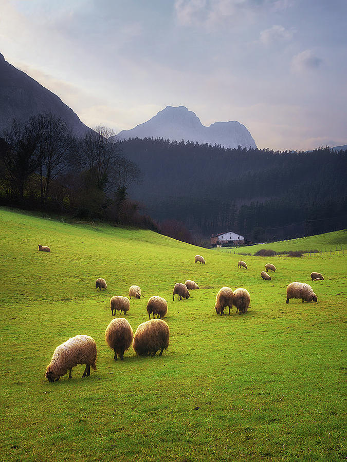 Sheep in Atxondo Photograph by Mikel Martinez de Osaba