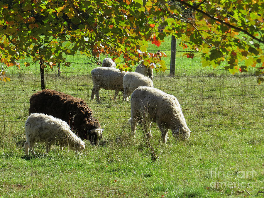 Sheep in Autumn Photograph by Lili Feinstein