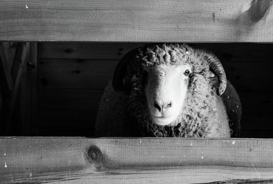 Sheep in Black and White Photograph by Michael Saunders