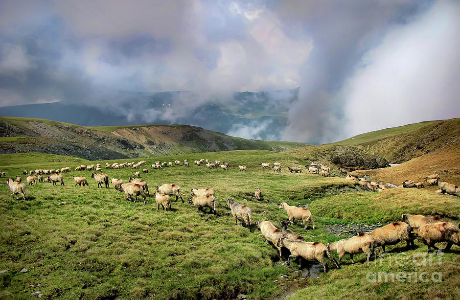 Sheep In Carphatian Mountains Photograph