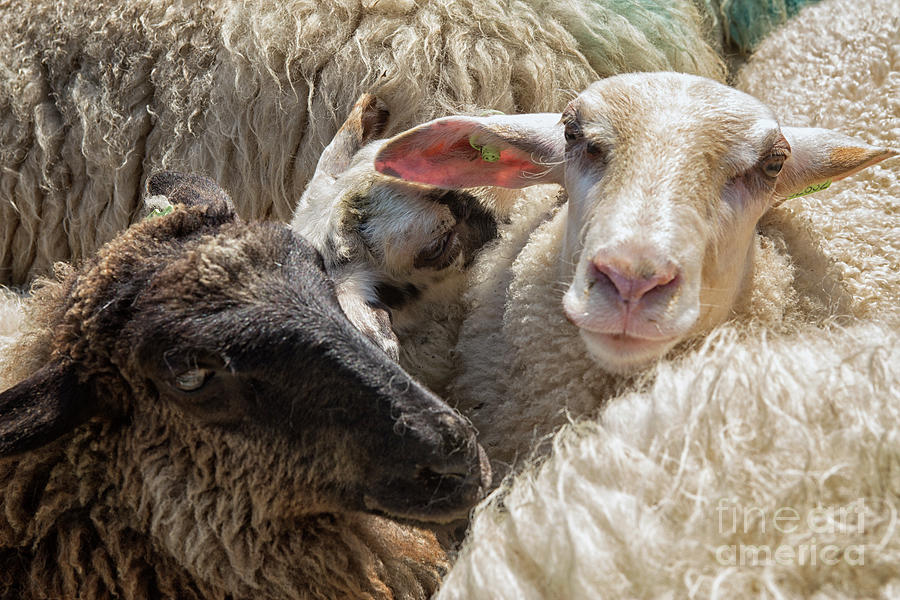 Sheep in close up Photograph by Patricia Hofmeester
