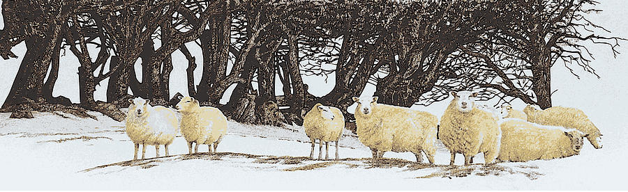 Sheep Painting - Sheep in snow by Alwyn Dempster Jones