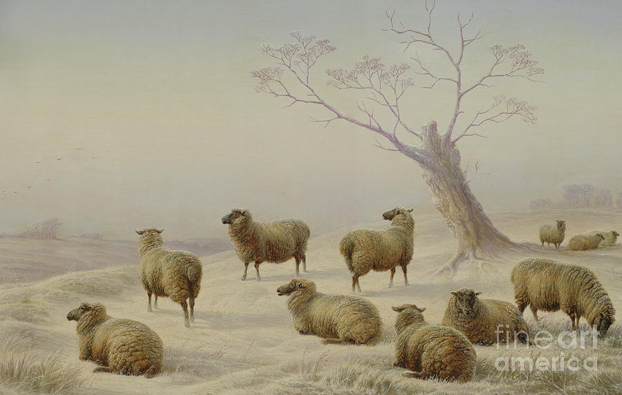 Sheep Painting - Sheep in Snow by Charles Jones