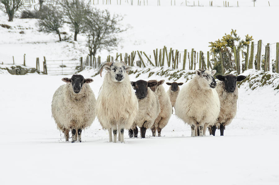 Sheep in Snow Photograph by Joe Ormonde