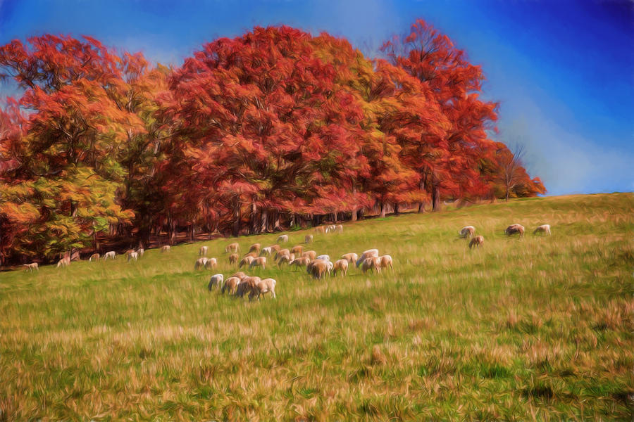 Sheep in the Autumn Meadow Digital Art by John Haldane