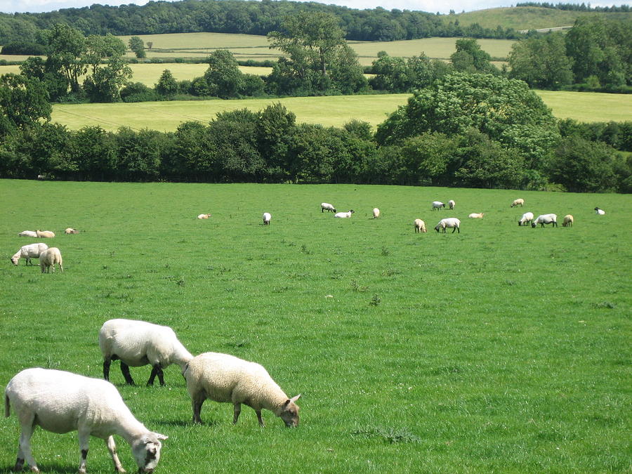 Sheep in the English Countryside Photograph by Annette Hadley