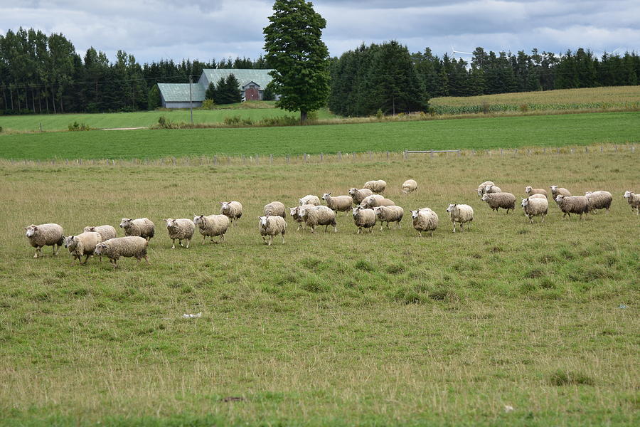 Sheep in the Field Photograph by Sergei Dratchev