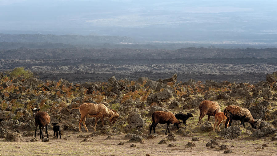 Sheep in the Lava Fields Photograph by Susan Rissi Tregoning