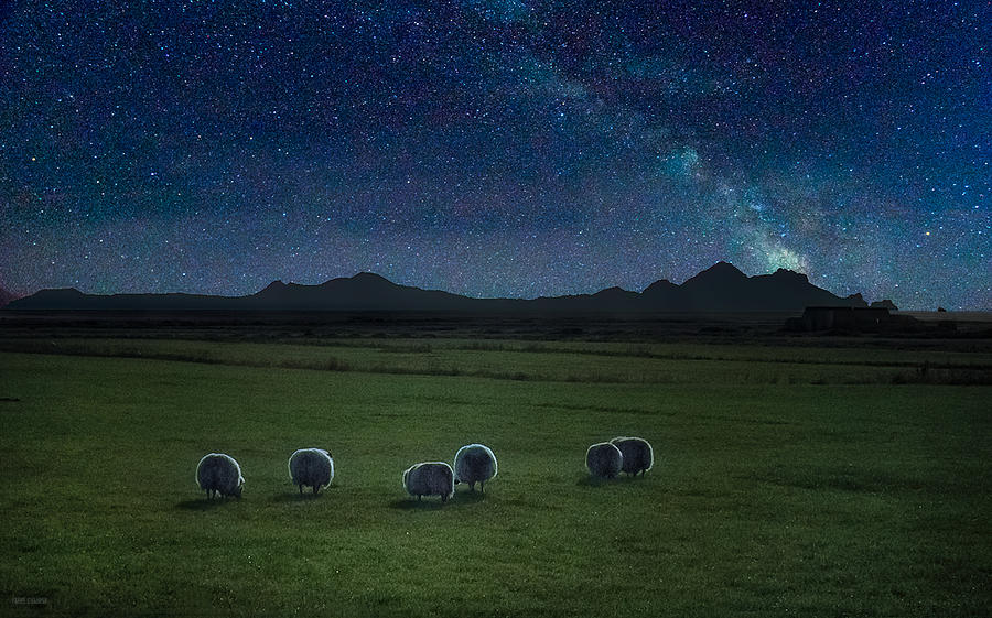 Sheep in the Meadow Photograph by Frank Delargy - Fine Art America