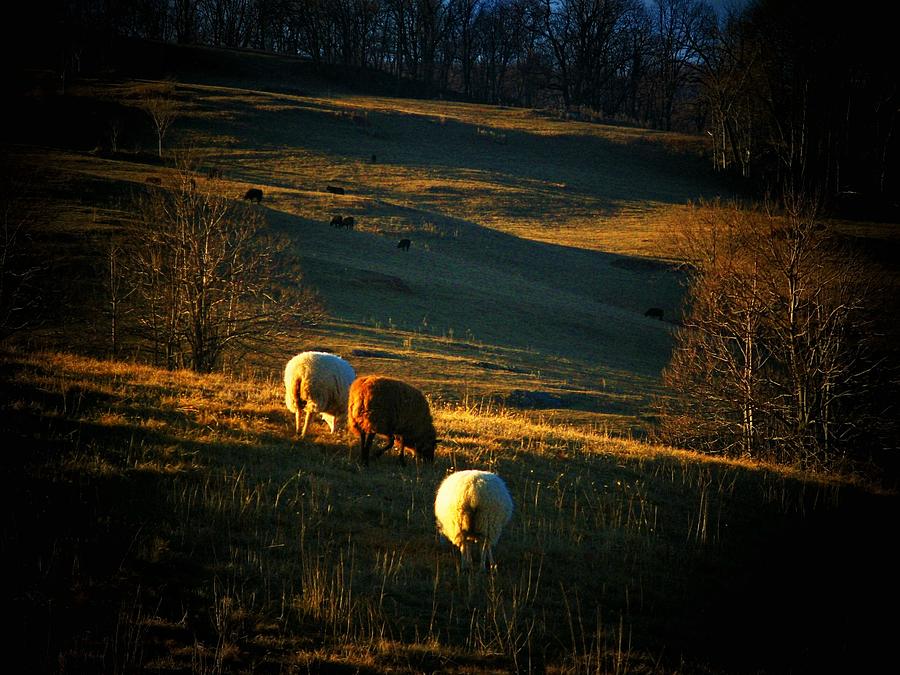 Sheep in the Pasture Photograph by Joyce Kimble Smith